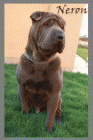 Sharpei azul para monta - mejor precio | unprecio.es