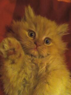 vender mascotas