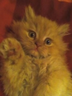 vender mascotas - mejor precio | unprecio.es