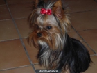 yorkshire terrier - mejor precio | unprecio.es