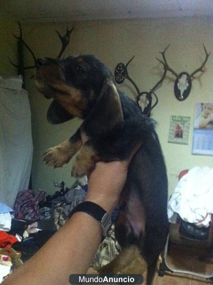 Cachorros de Teckel pelo duro color jabali 160€