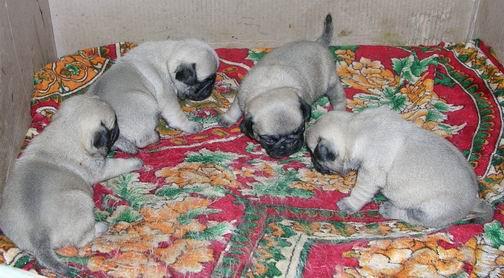 Carlino