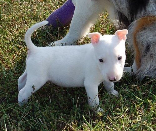 de color blanco puro y pura raza bull terrier, es muy limpia y ordenada puro bull terrier blanco que es muy especial