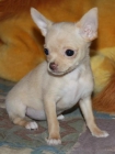 Lindo perrito de la chihuahua - mejor precio | unprecio.es