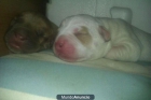 vendo pitbull - mejor precio | unprecio.es