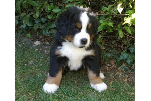 dulce de montaña de Bernese cachorro 10 semanas