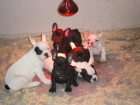 amplias razas canina de calidad - mejor precio | unprecio.es