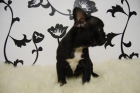 bull dog frances, elige tu cachorro, muy buena calidad, color a elegir - mejor precio | unprecio.es