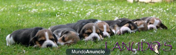 Cachorros Beagle tricolor disponibles