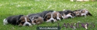 Cachorros Beagle tricolor disponibles - mejor precio | unprecio.es