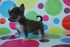 CHIHUAHUAS DE BOLSILLO CALIDAD MAXIMO 1.2KG - mejor precio | unprecio.es
