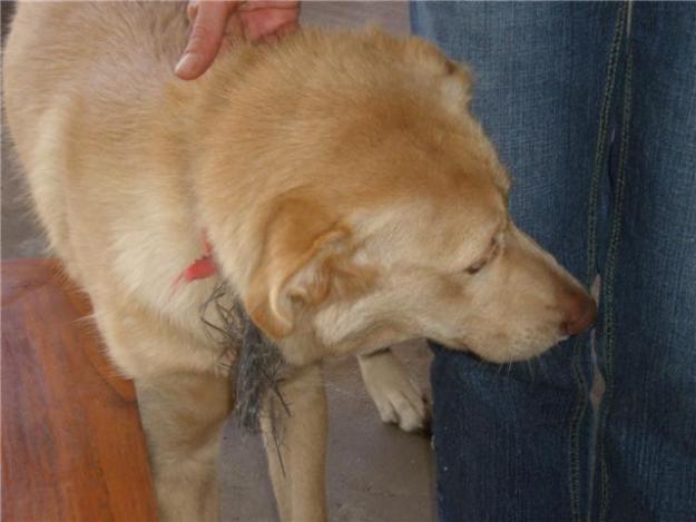 Cruce Labrador en la calle, busca una buena casa