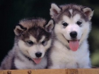 excelentes cachorros de alaska malamuten - mejor precio | unprecio.es