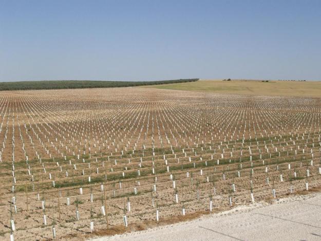 Plantaciones de olivar Superintensiva e Intensivas