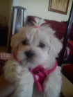Preciosa  camada de bichon maltes - mejor precio | unprecio.es