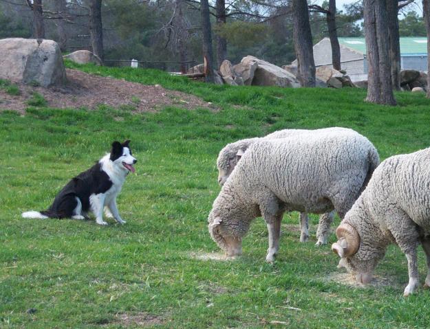 Preciosa camada de border collie