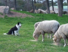 Preciosa camada de border collie - mejor precio | unprecio.es