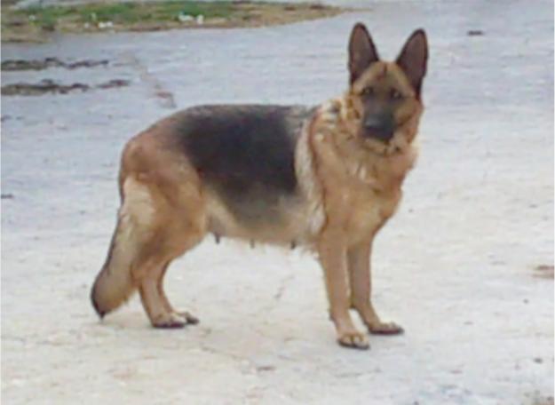 SE VENDEN CACHORROS DE PASTOR ALEMAN