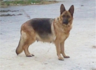 SE VENDEN CACHORROS DE PASTOR ALEMAN - mejor precio | unprecio.es