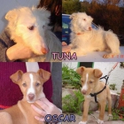 Tuna y Oscar buscan familia!!! cachorros - mejor precio | unprecio.es