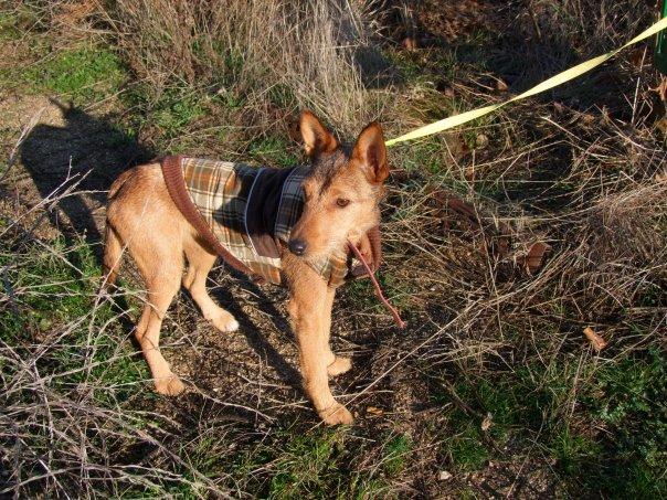 Yessi perrita en adopción