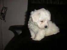 BICHON  MALTES  STANDAR   435 c/u