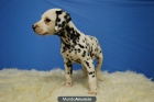 Dalmata, cachorros por 150 euros - mejor precio | unprecio.es