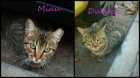 Gatos Miau y Duende,hay que sacarlos de la calle. Urge adopción o acogida para ellos - mejor precio | unprecio.es