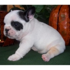 lindo y adorable cachorros bulldog francés para usted - mejor precio | unprecio.es