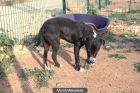 NOHA, cachorrita de pitbull esperando un hogar - mejor precio | unprecio.es