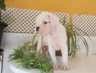 Preciosa Cachorra Boxer Blanca - mejor precio | unprecio.es