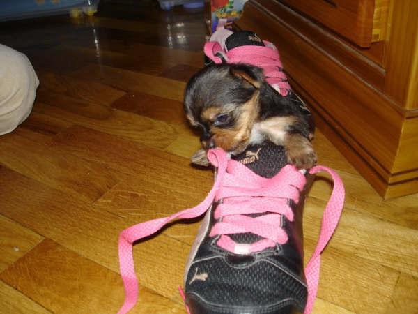 PRECIOSOS CACHORRITOS