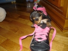 PRECIOSOS CACHORRITOS - mejor precio | unprecio.es