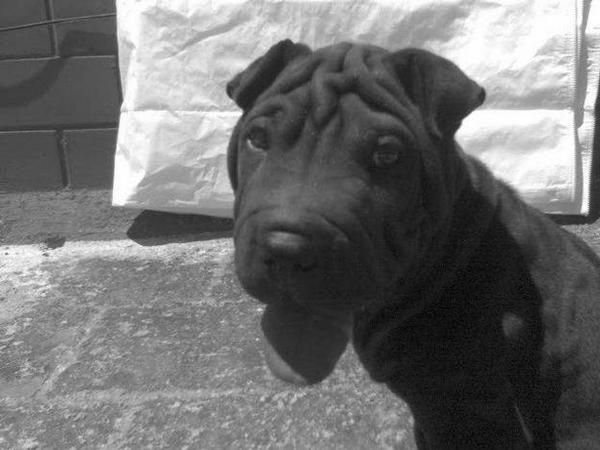 REGALO  shar pei