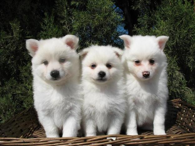 SPITZ MINIS 250€
