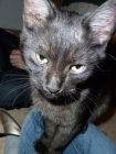 Bombón un gato mimoso y tranquilo ¿lo adoptas? - mejor precio | unprecio.es