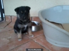 Cachorrito Husky-pastor alemán - mejor precio | unprecio.es