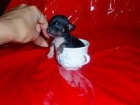 Cachorro de chihuahua mini mini - mejor precio | unprecio.es