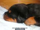 Cachorros de Rottweiler con pedigree y su afijo - mejor precio | unprecio.es