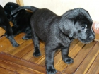 LABRADOR RETRIEVER (PELO CORTO) - mejor precio | unprecio.es