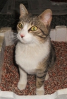 Pegui gata que es un sol en adopción - mejor precio | unprecio.es