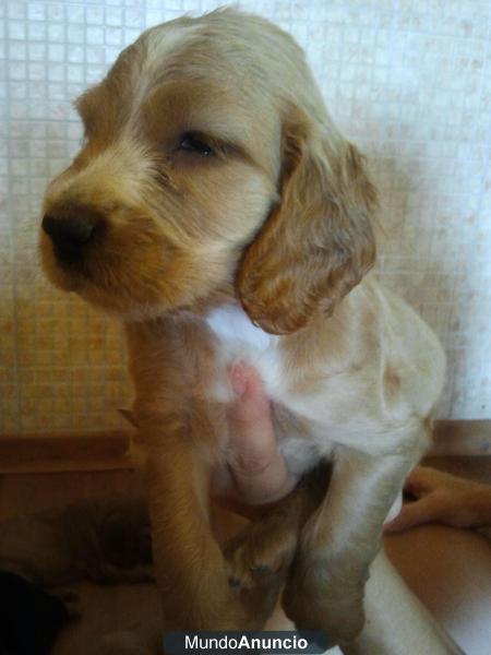 SE VENDEN CACHORROS DE COCKER SPANIEL