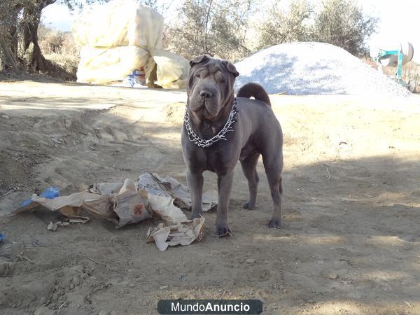 Shar-pei. Ofrezco para montas.