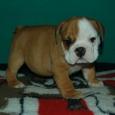 Excelente camada Bulldog Inglés con  LOE