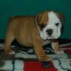 Excelente camada Bulldog Inglés con  LOE - mejor precio | unprecio.es