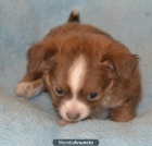 Cachorro de Chihuahua para adopción - mejor precio | unprecio.es