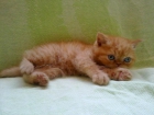 Vendo gatito exótico rojo - mejor precio | unprecio.es
