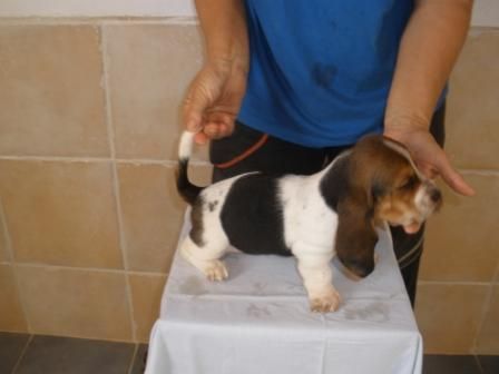 cachorros de Basset Hound