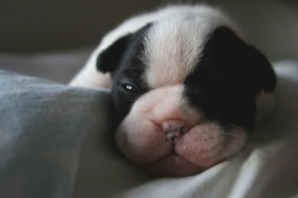 Excelente Cachorro de Bulldog Francés (120 )