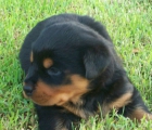 Rottweiler - mejor precio | unprecio.es